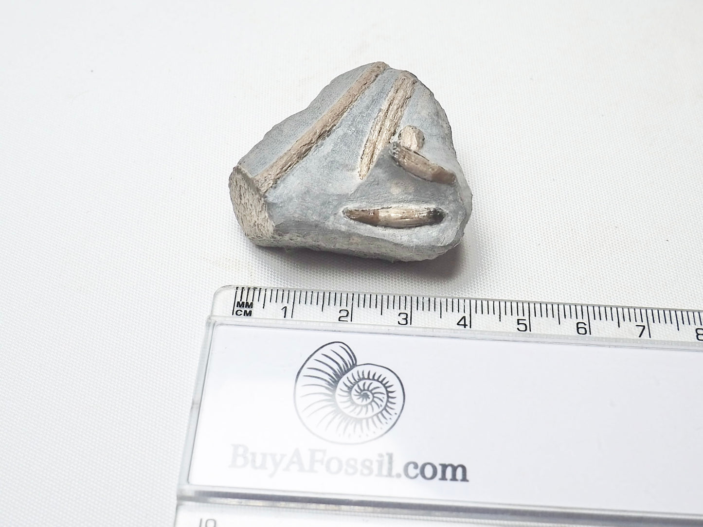 Ichthyosaur Teeth