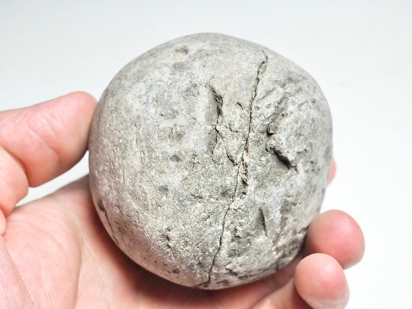 Fossil Shell POS/Neg - Pick N Mix
