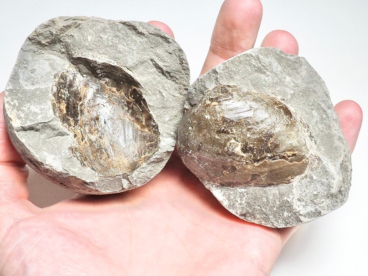 Fossil Shell POS/Neg - Pick N Mix