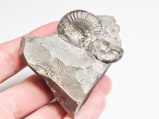 Ammonite - Pick N Mix