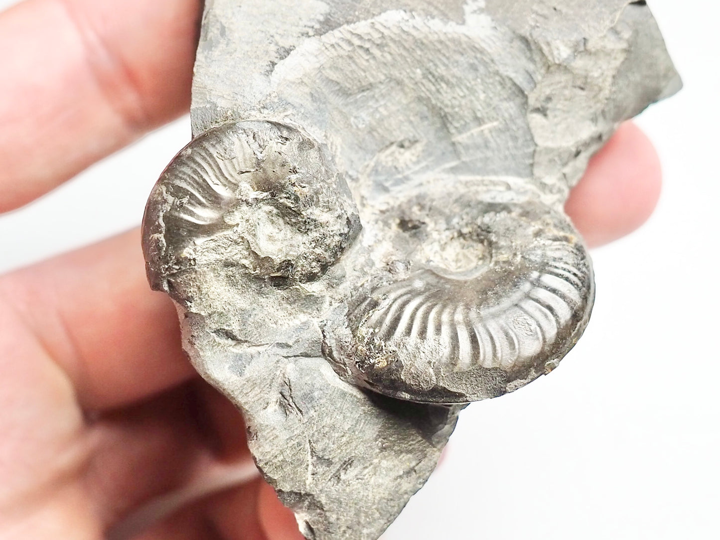 Ammonite - Pick N Mix