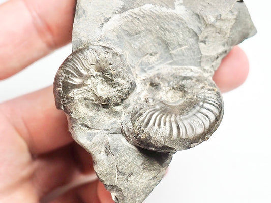 Ammonite - Pick N Mix