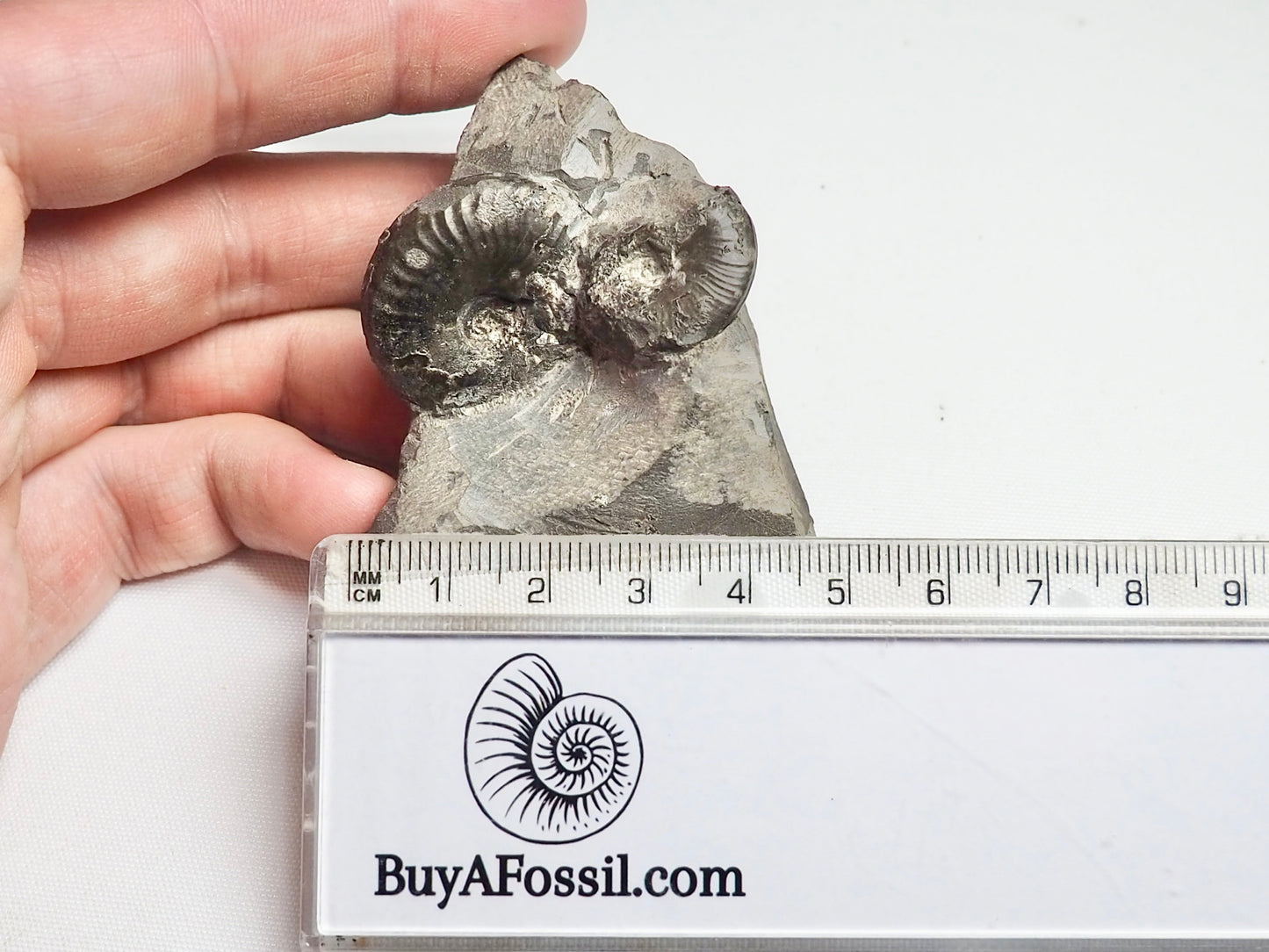 Ammonite - Pick N Mix