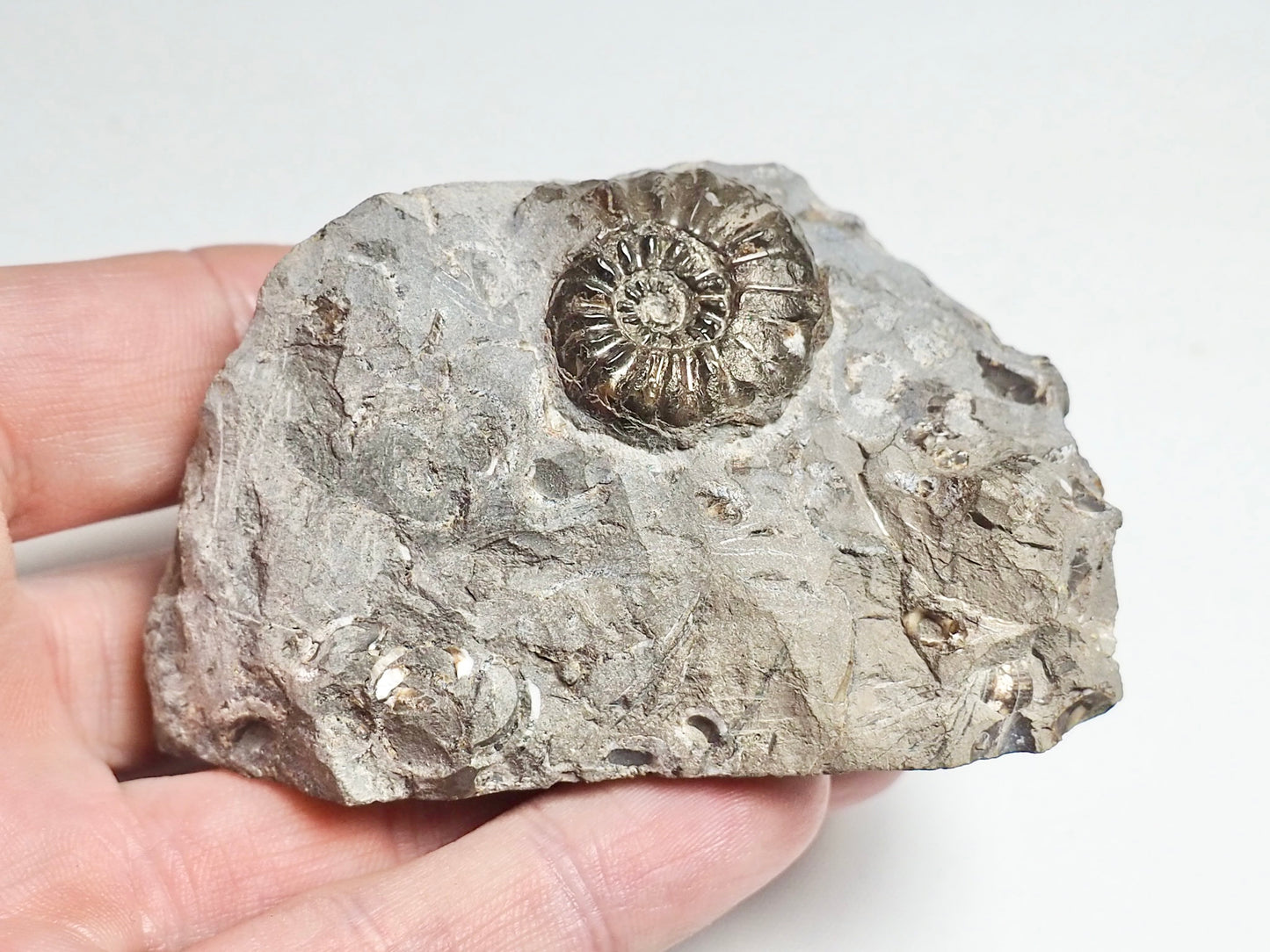 Amaltheus Ammonite CutBase
