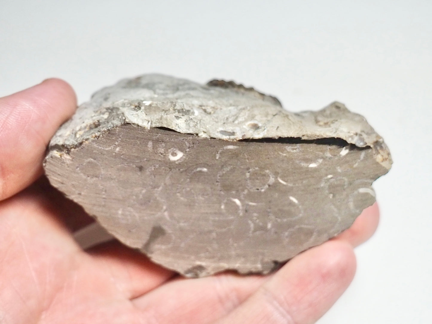 Amaltheus Ammonite CutBase