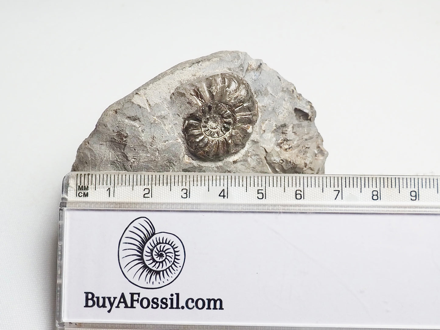 Amaltheus Ammonite CutBase