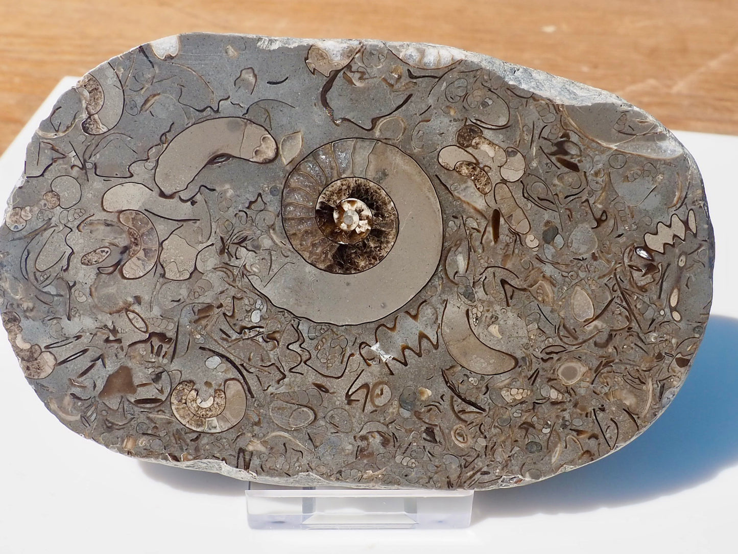 Cut & Polished Arnioceras Ammonites