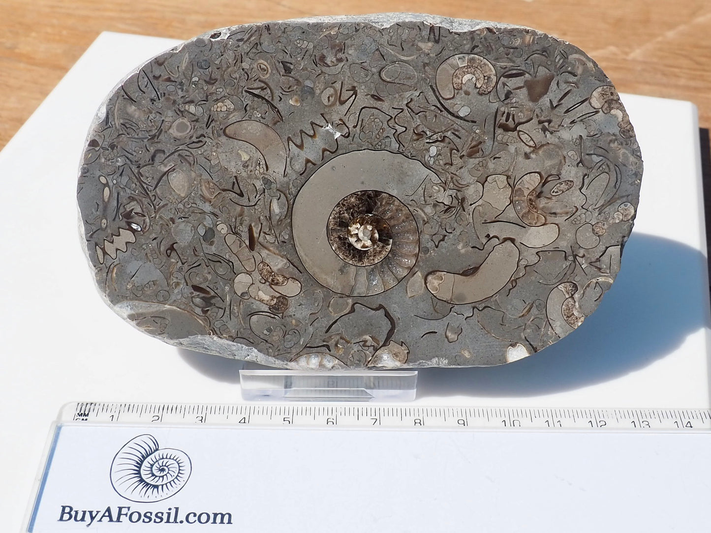 Cut & Polished Arnioceras Ammonites