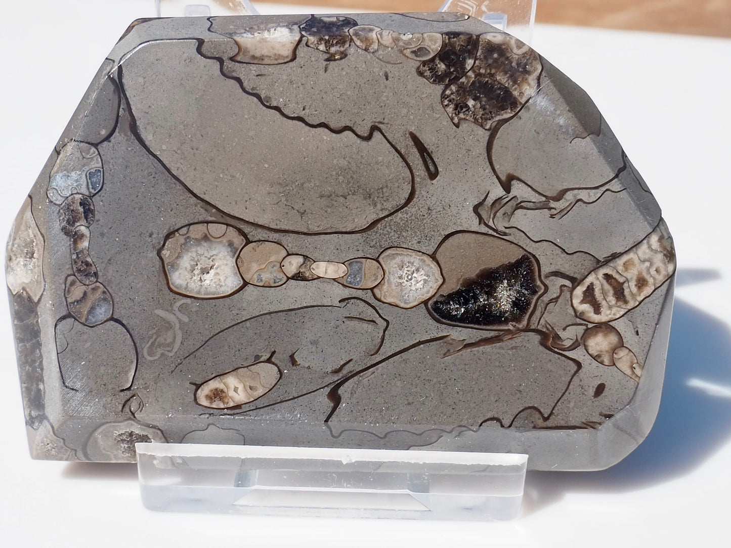 Cut & Polished Arnioceras Ammonites