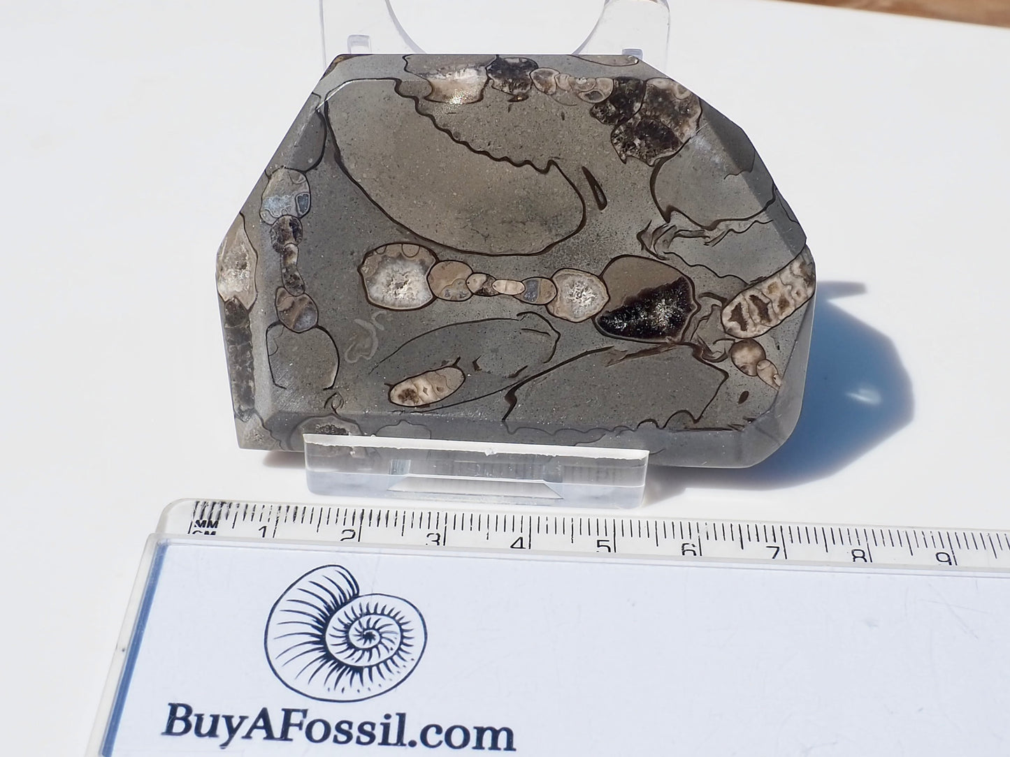 Cut & Polished Arnioceras Ammonites