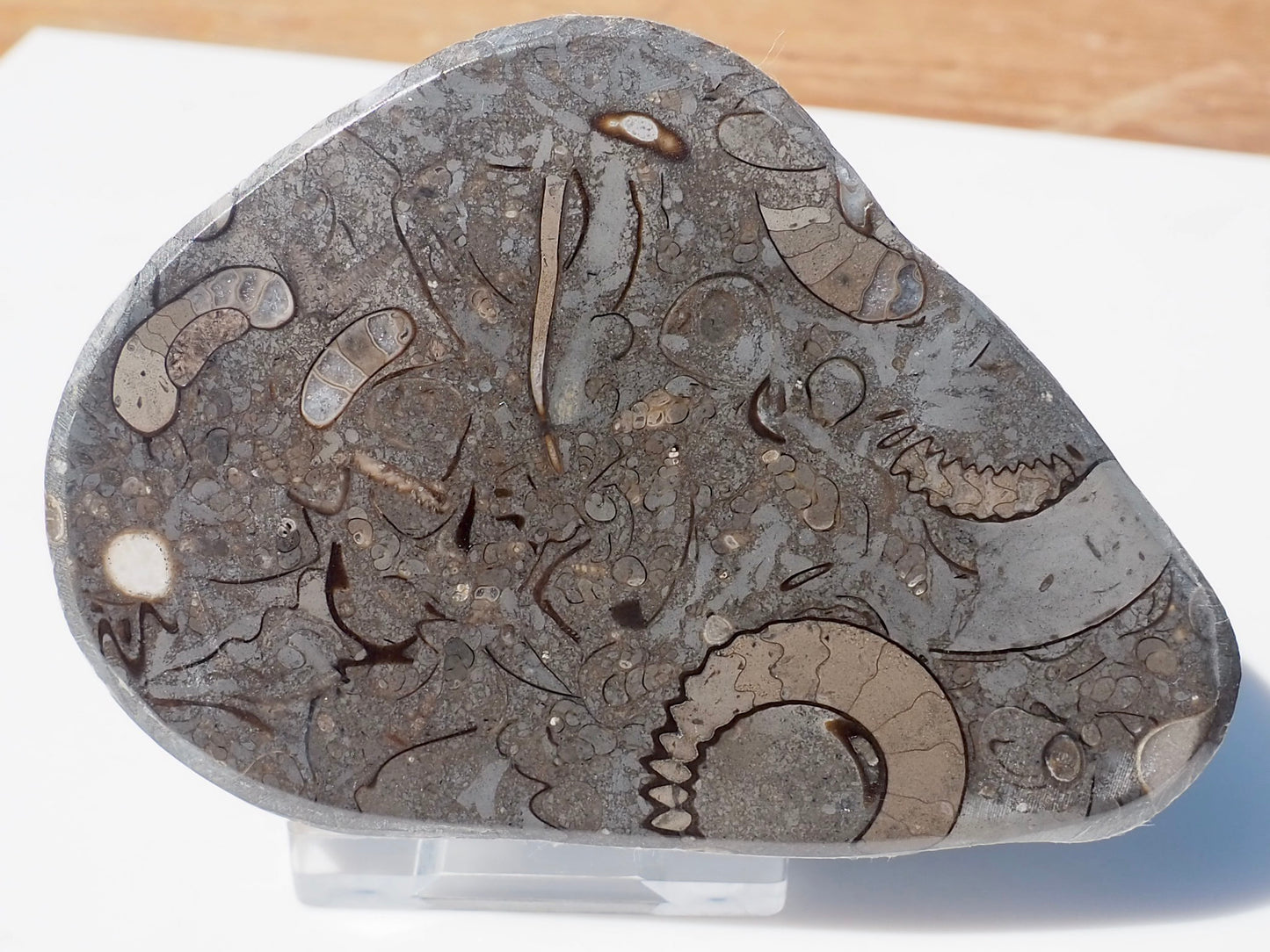 Cut & Polished Arnioceras Ammonites