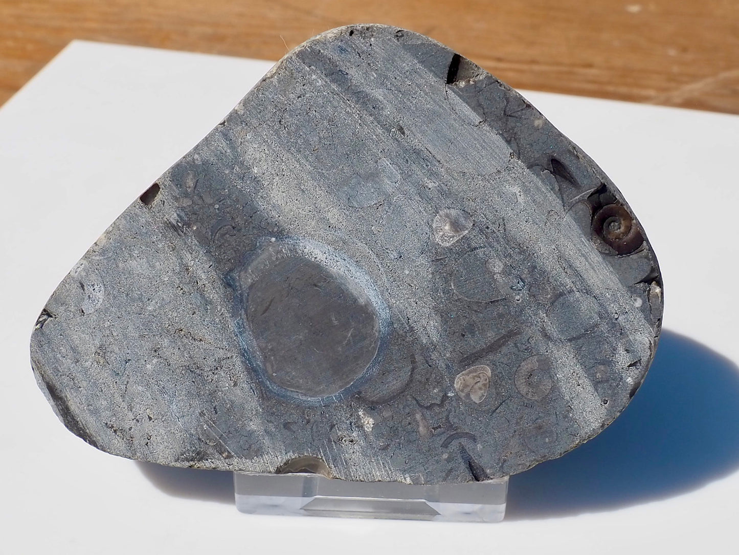 Cut & Polished Arnioceras Ammonites
