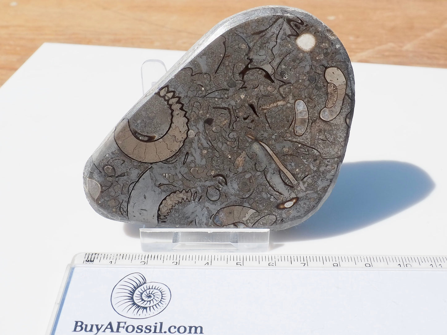 Cut & Polished Arnioceras Ammonites