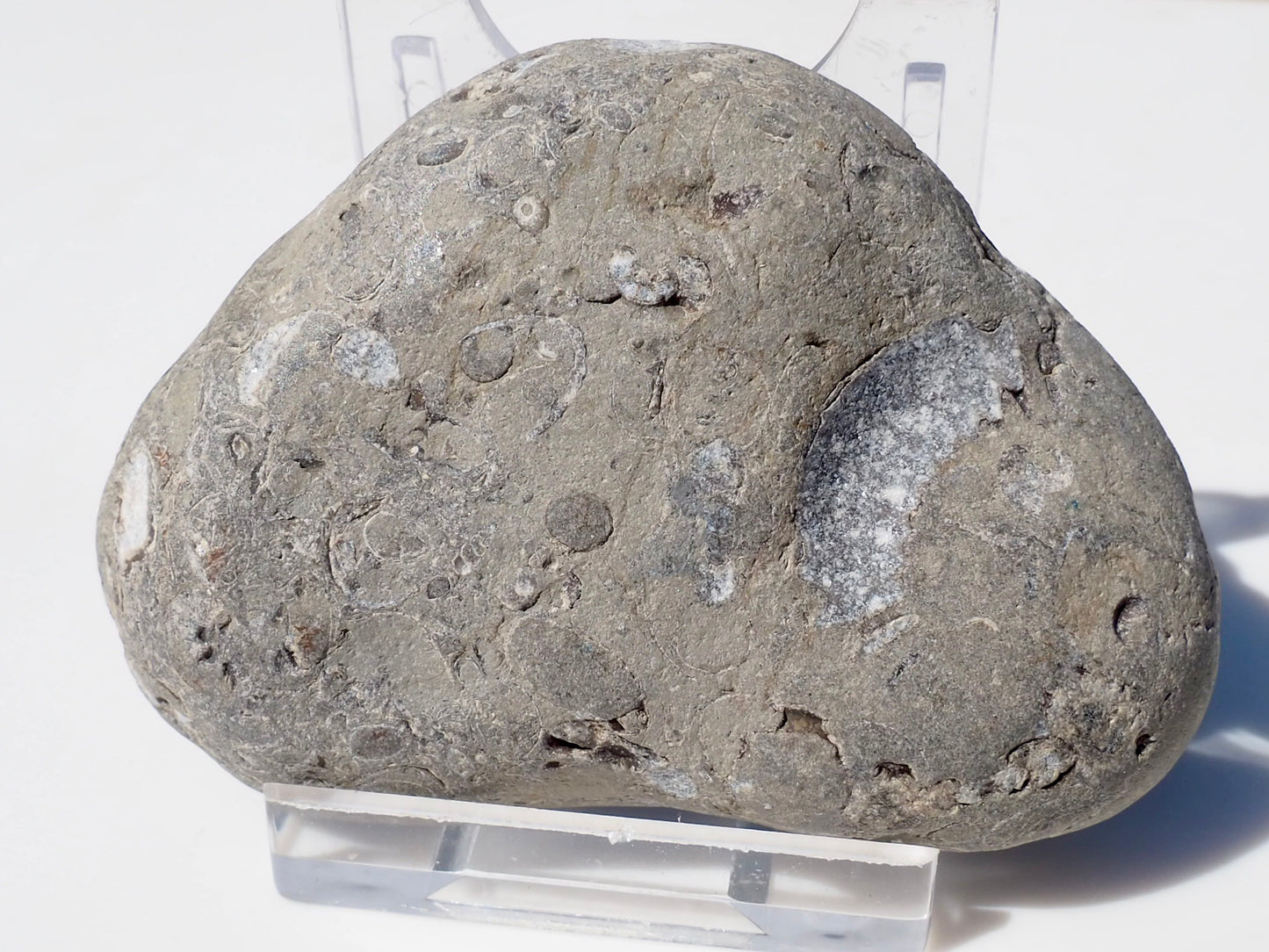 Cut & Polished Arnioceras Ammonites