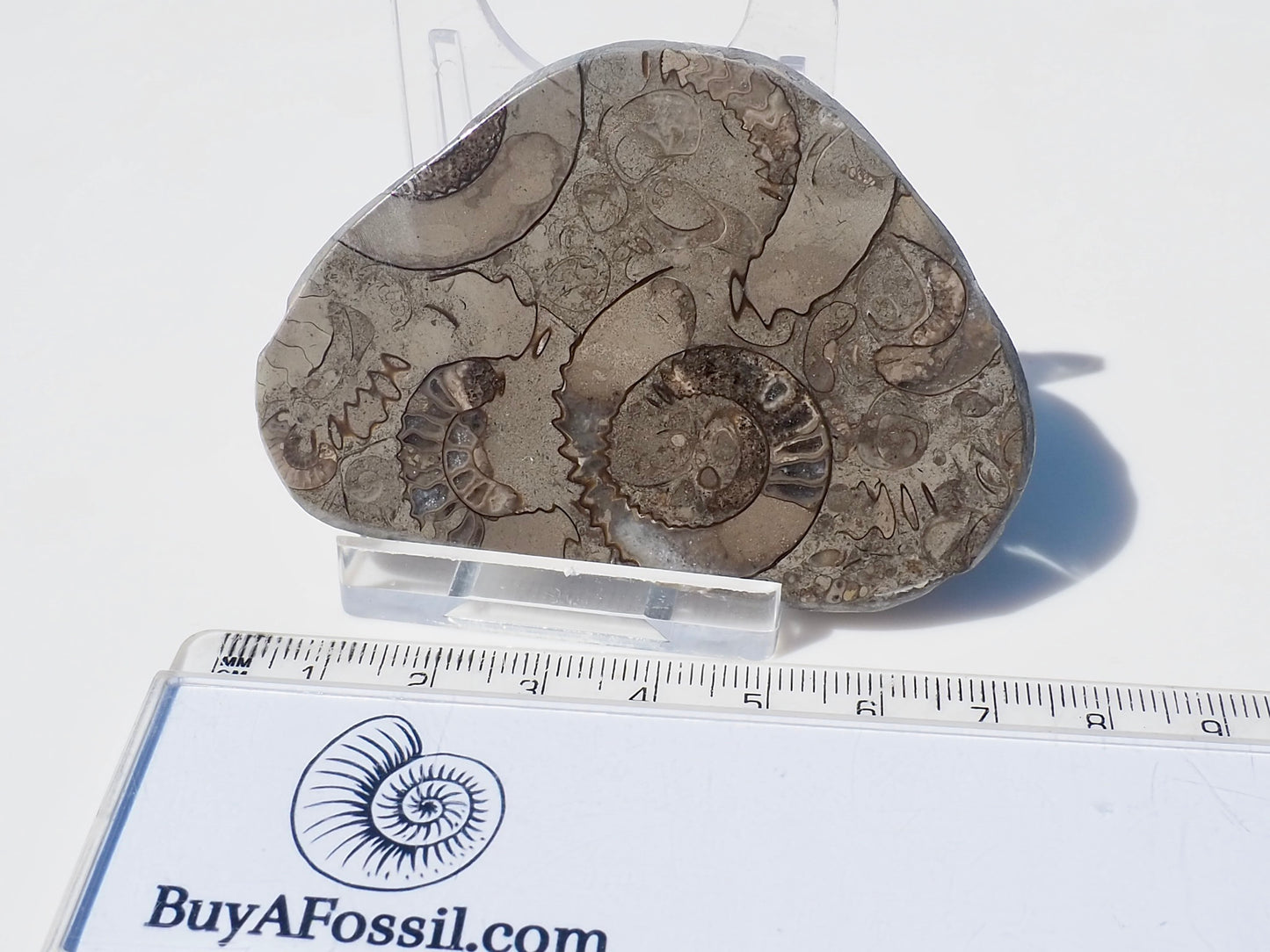 Cut & Polished Arnioceras Ammonites