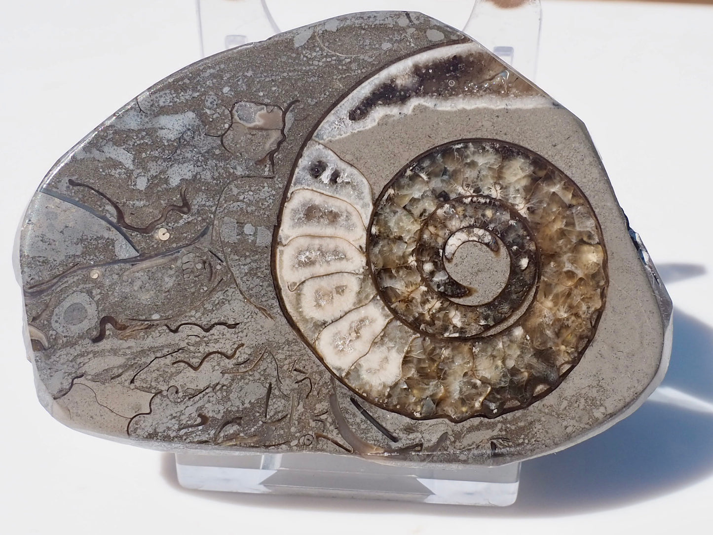 Cut & Polished Arnioceras Ammonites