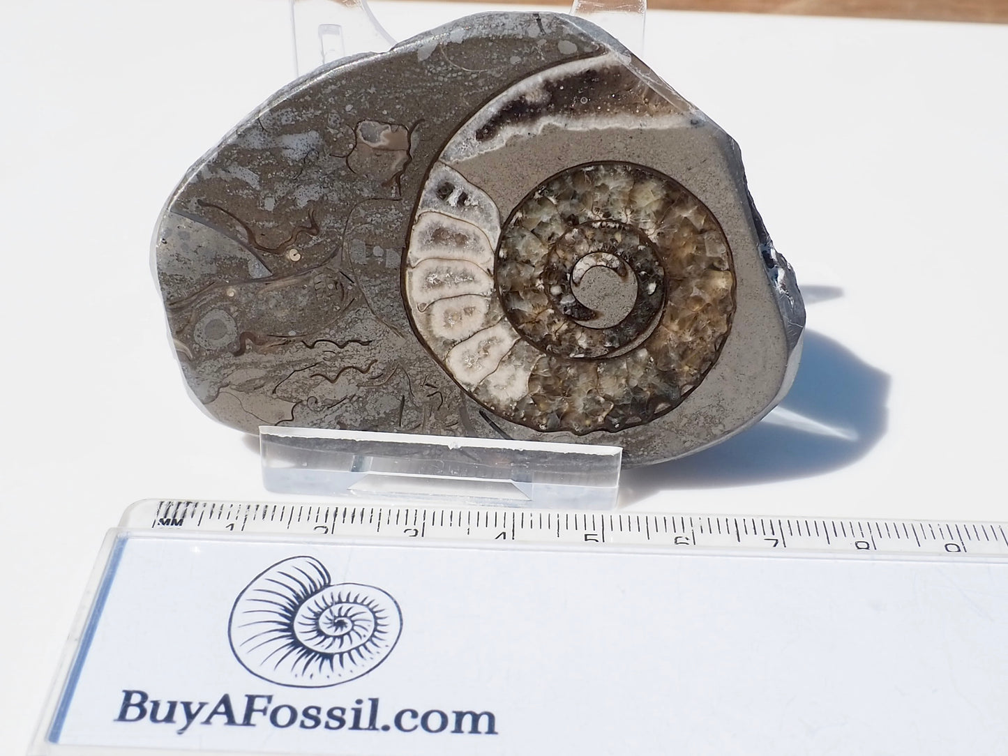 Cut & Polished Arnioceras Ammonites