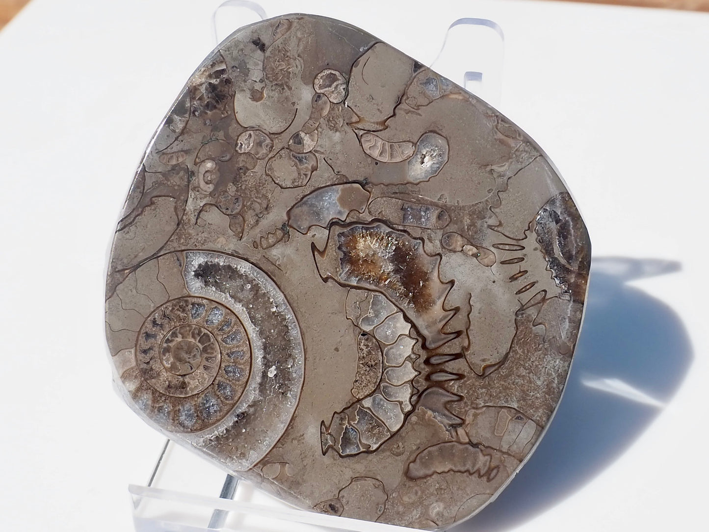 Cut & Polished Arnioceras Ammonites