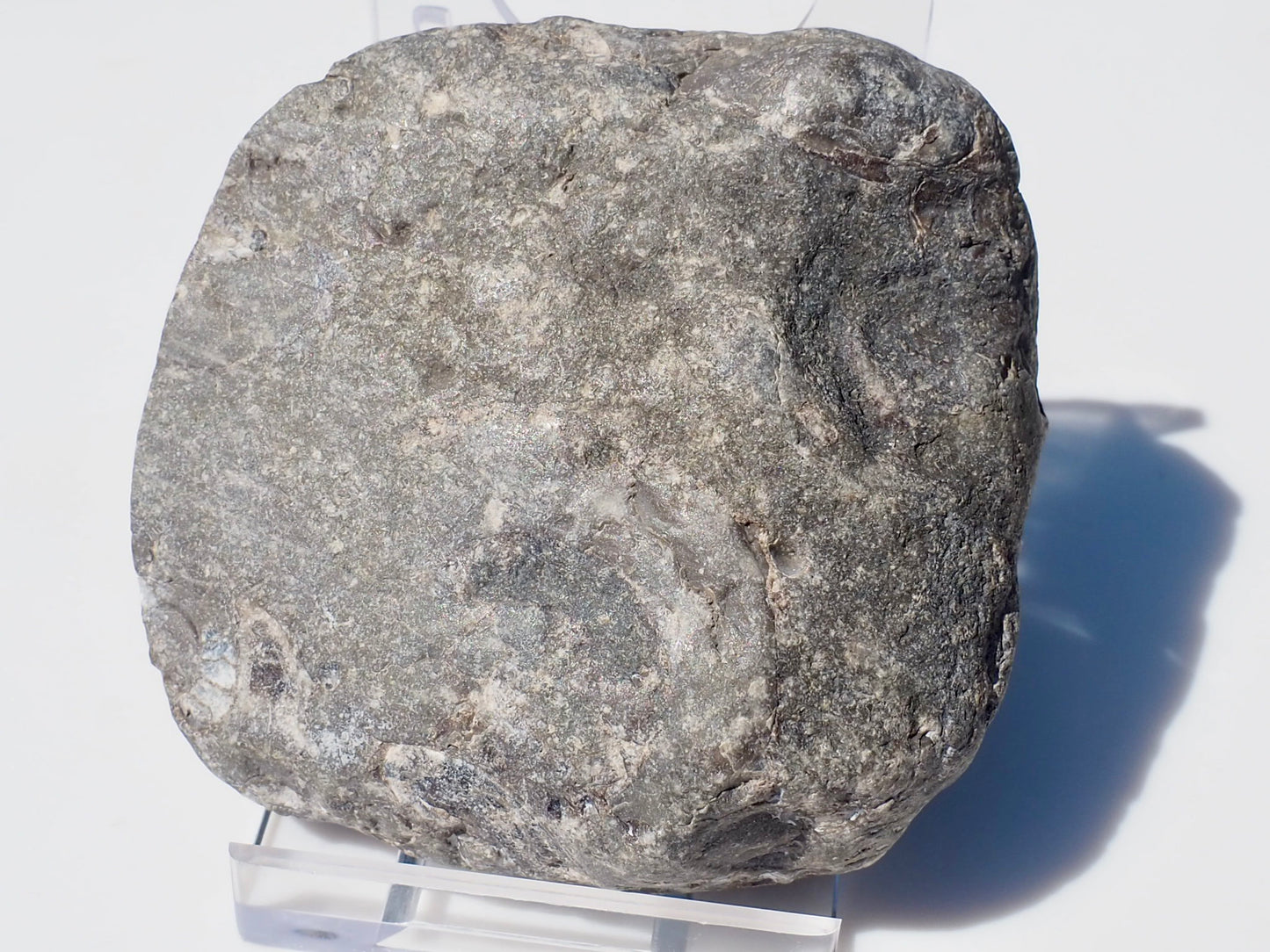 Cut & Polished Arnioceras Ammonites