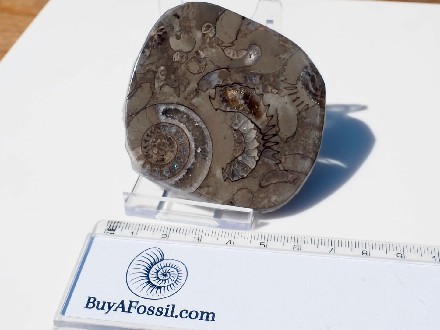 Cut & Polished Arnioceras Ammonites