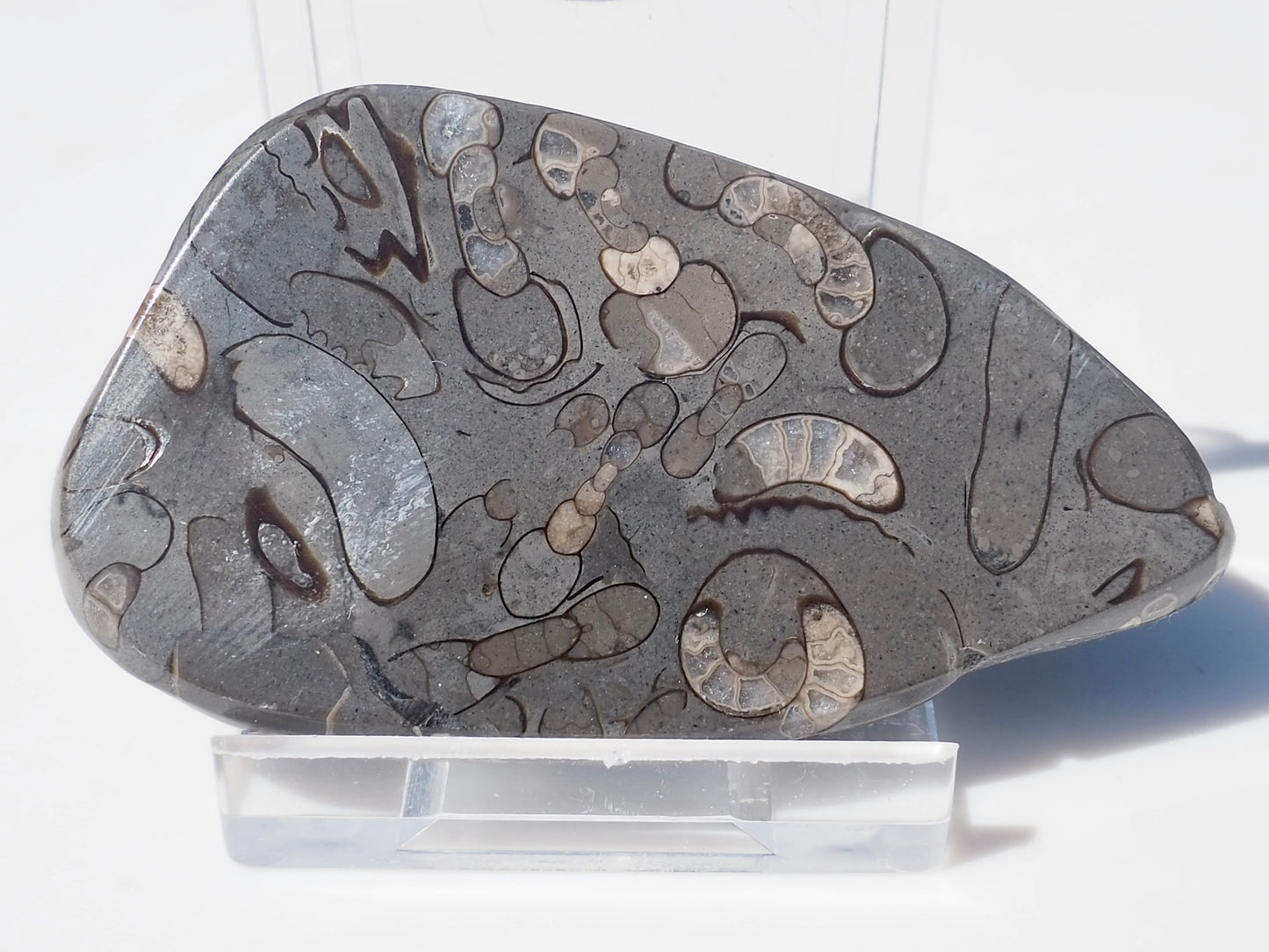 Cut & Polished Arnioceras Ammonites
