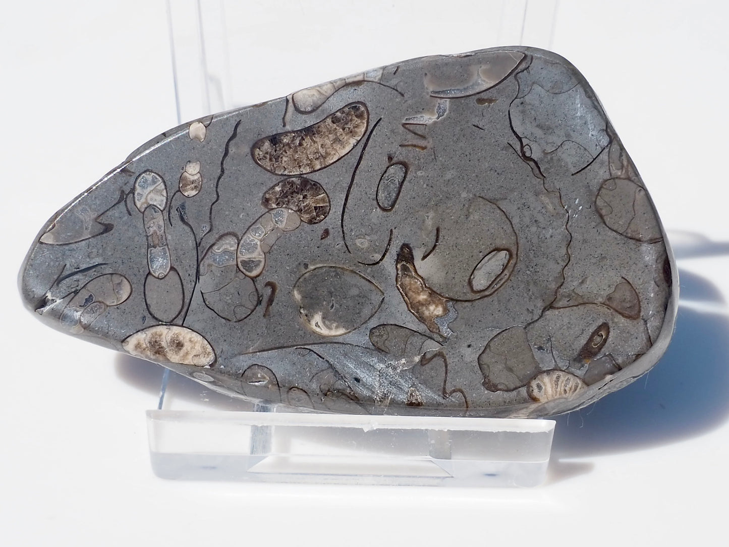 Cut & Polished Arnioceras Ammonites