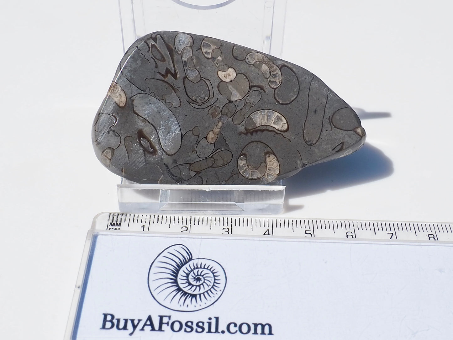 Cut & Polished Arnioceras Ammonites