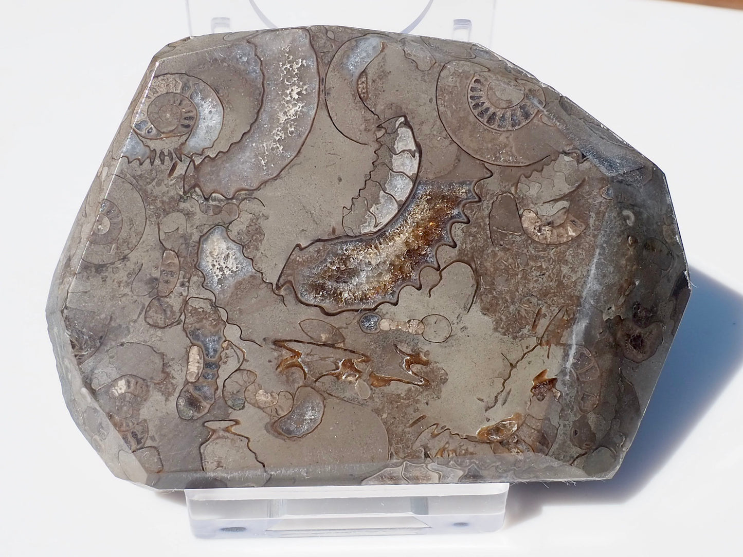 Cut & Polished Arnioceras Ammonites