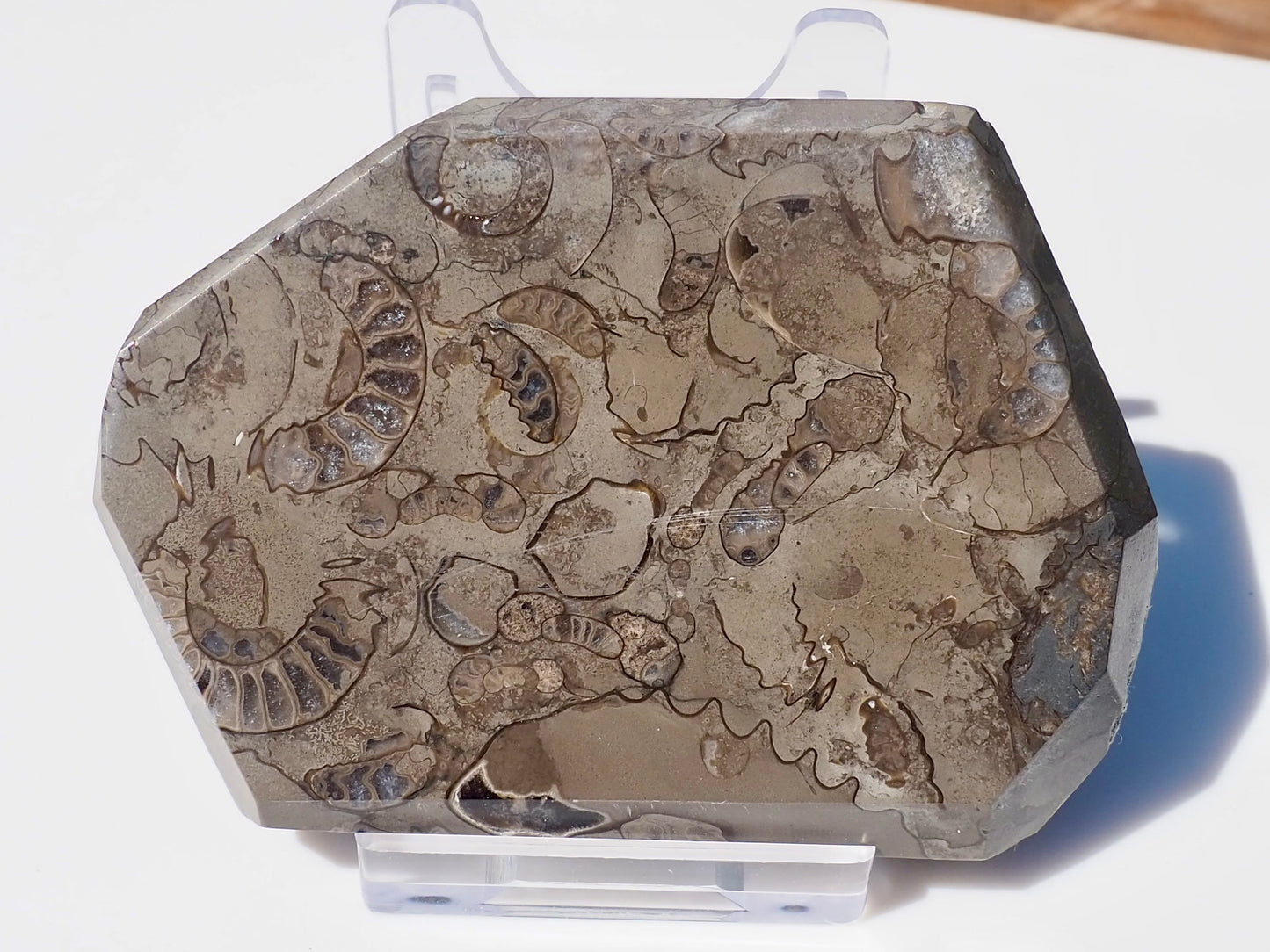 Cut & Polished Arnioceras Ammonites
