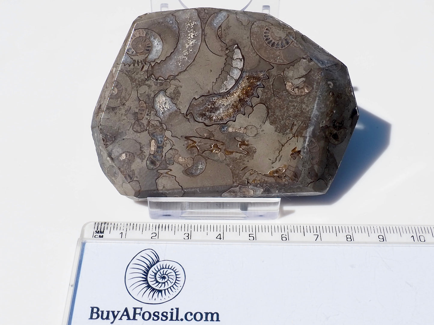 Cut & Polished Arnioceras Ammonites