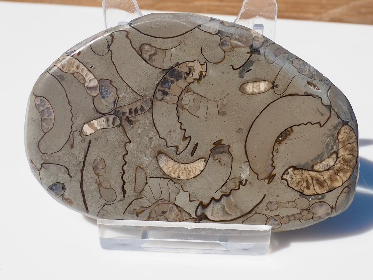 Cut & Polished Arnioceras Ammonites