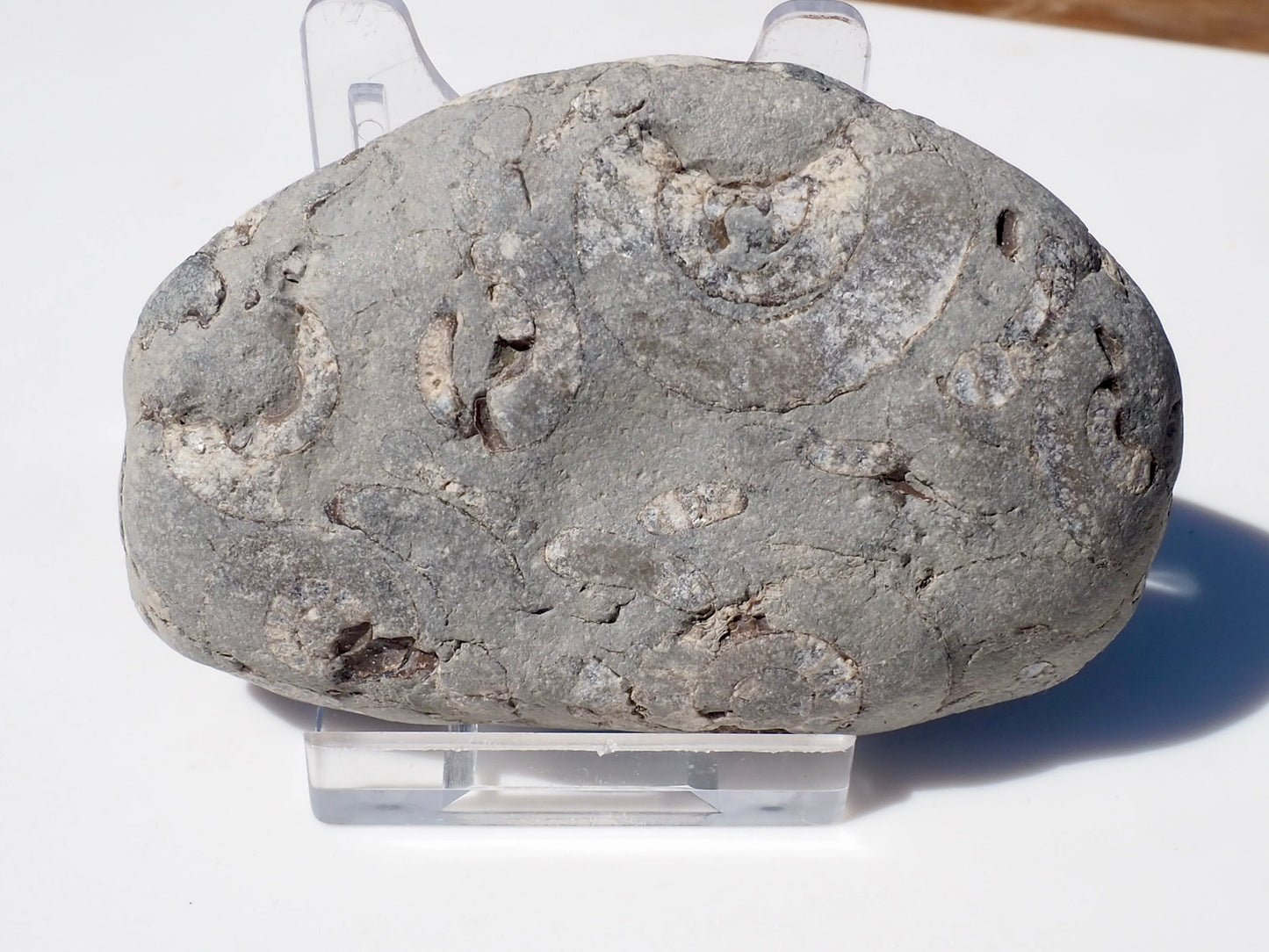 Cut & Polished Arnioceras Ammonites