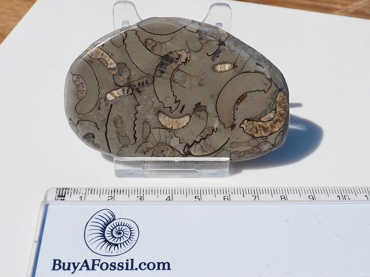Cut & Polished Arnioceras Ammonites