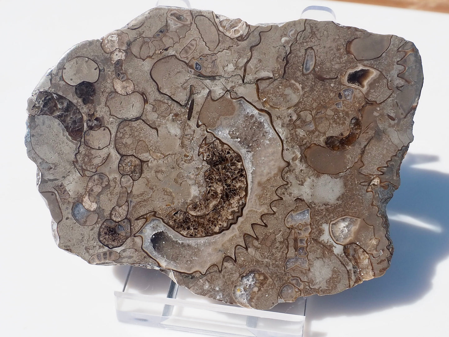 Cut & Polished Arnioceras Ammonites