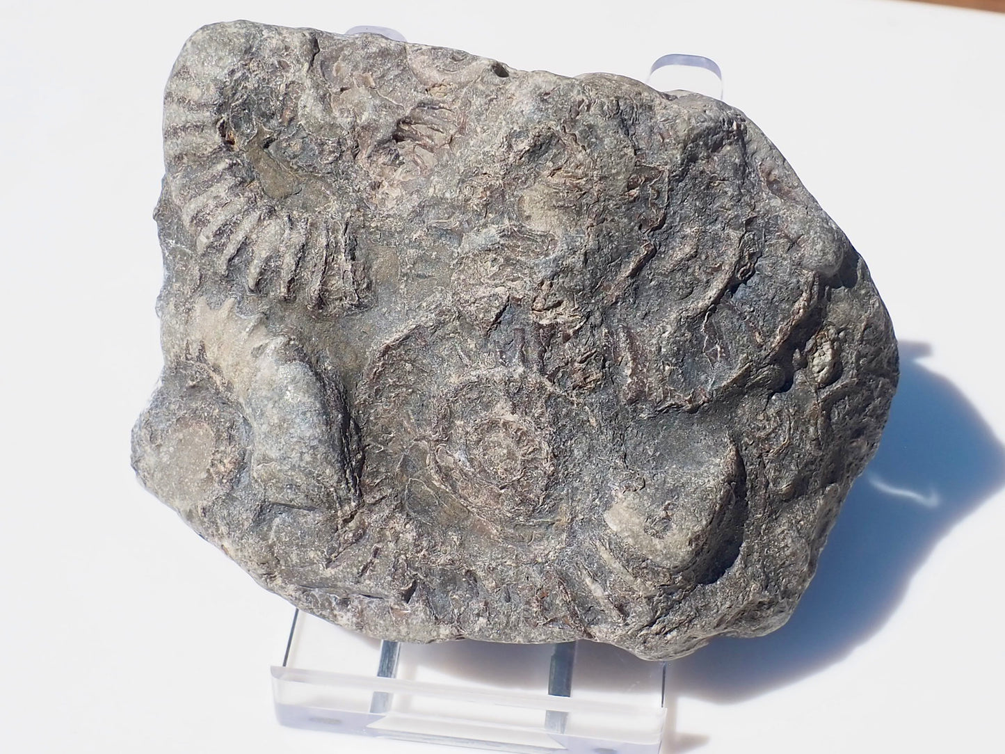 Cut & Polished Arnioceras Ammonites