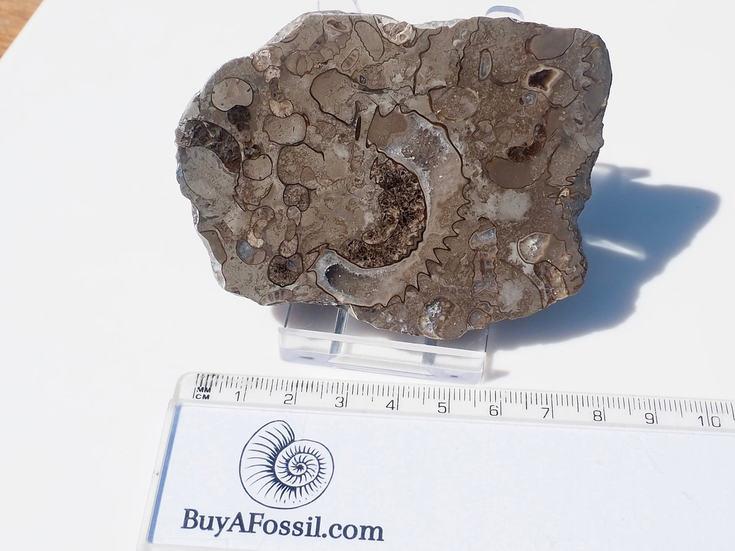 Cut & Polished Arnioceras Ammonites