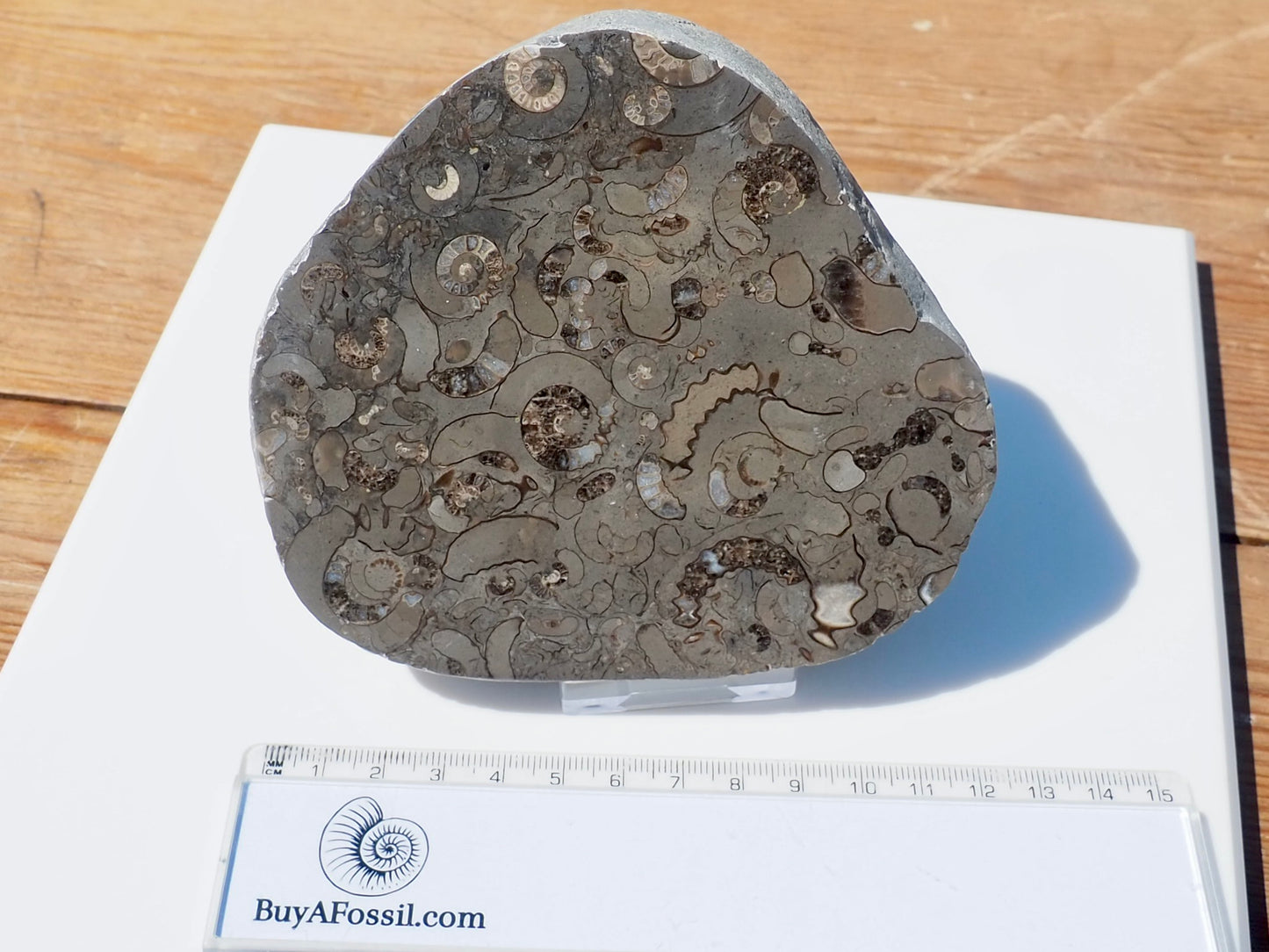 Cut & Polished Arnioceras Ammonites