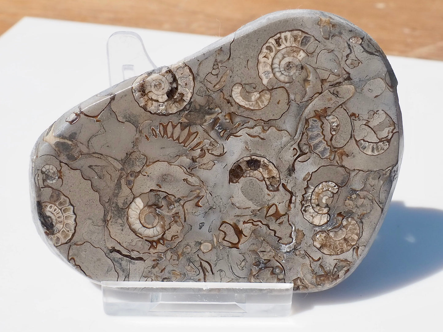 Cut & Polished Arnioceras Ammonites