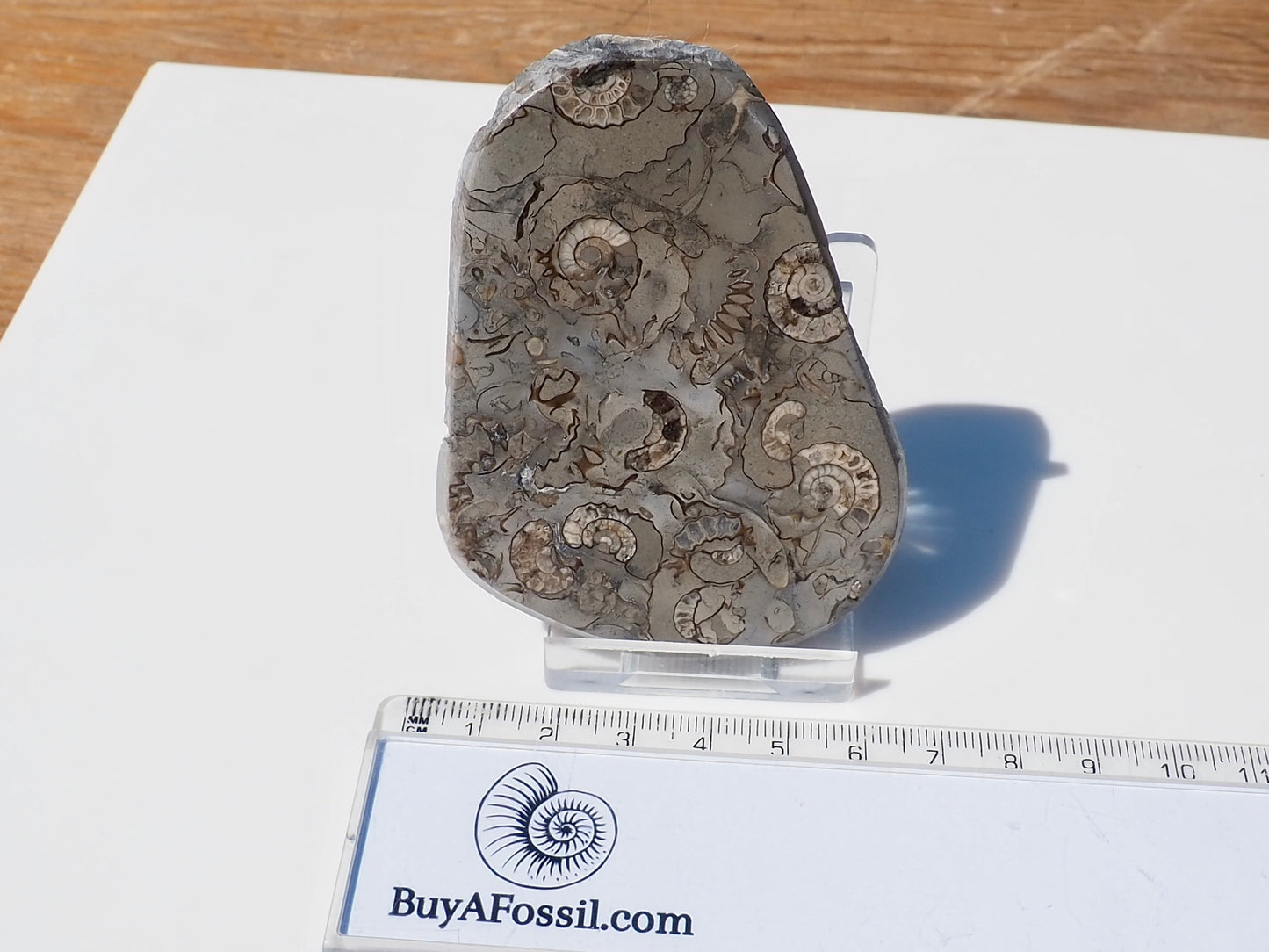 Cut & Polished Arnioceras Ammonites