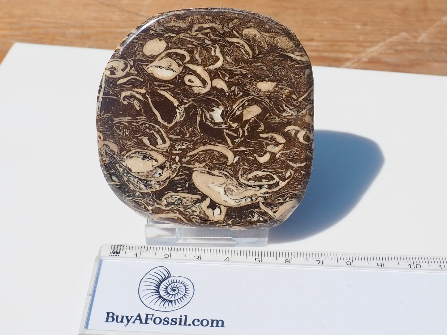 Cut & Polished Shell Deathbed Assemblege