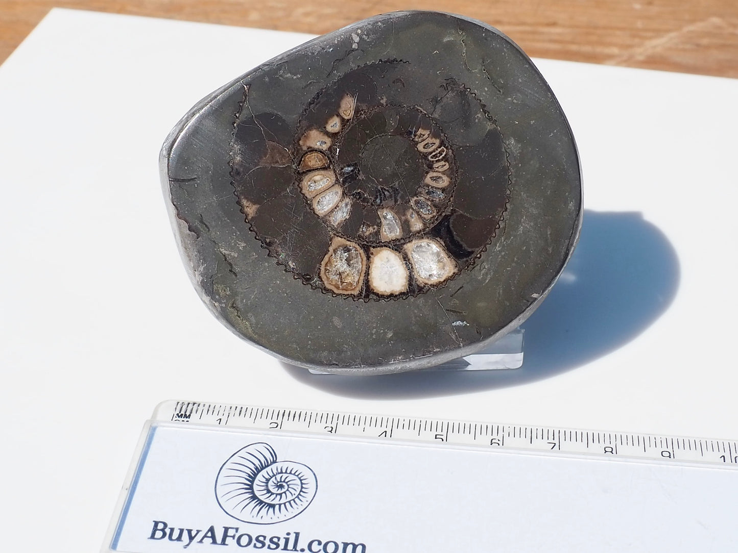 Cut and Polished Ammonite Dactylioceras