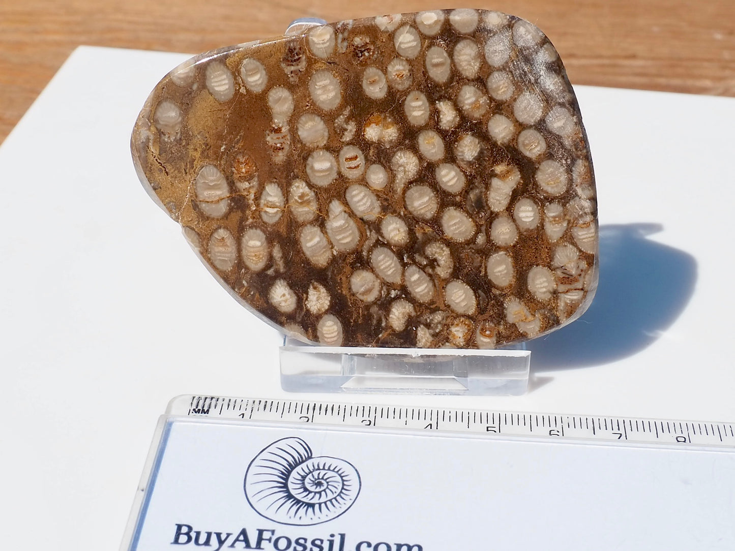 Polished Coral