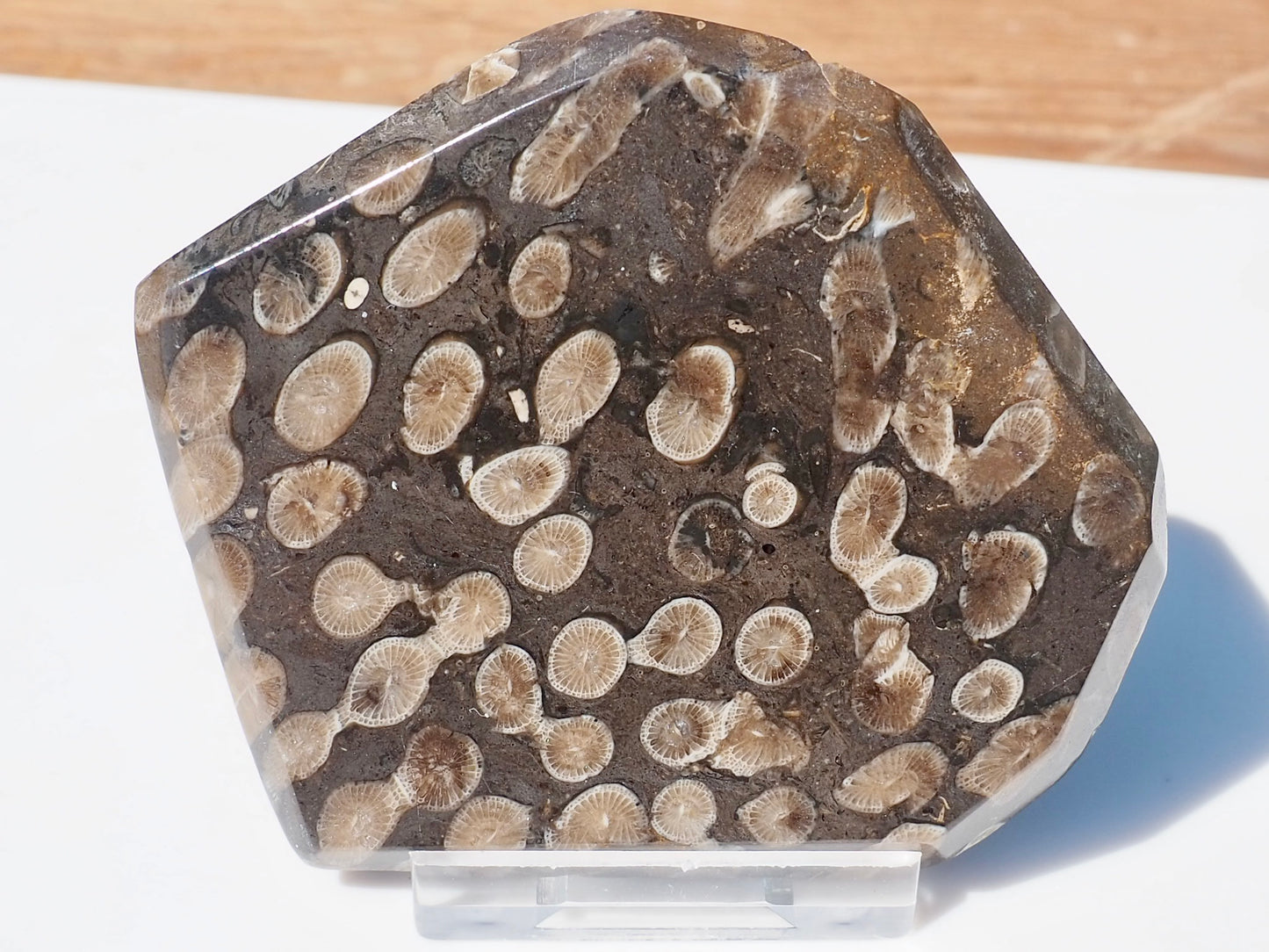 Polished Coral