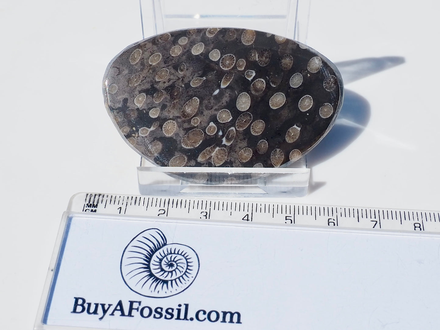 Polished Coral
