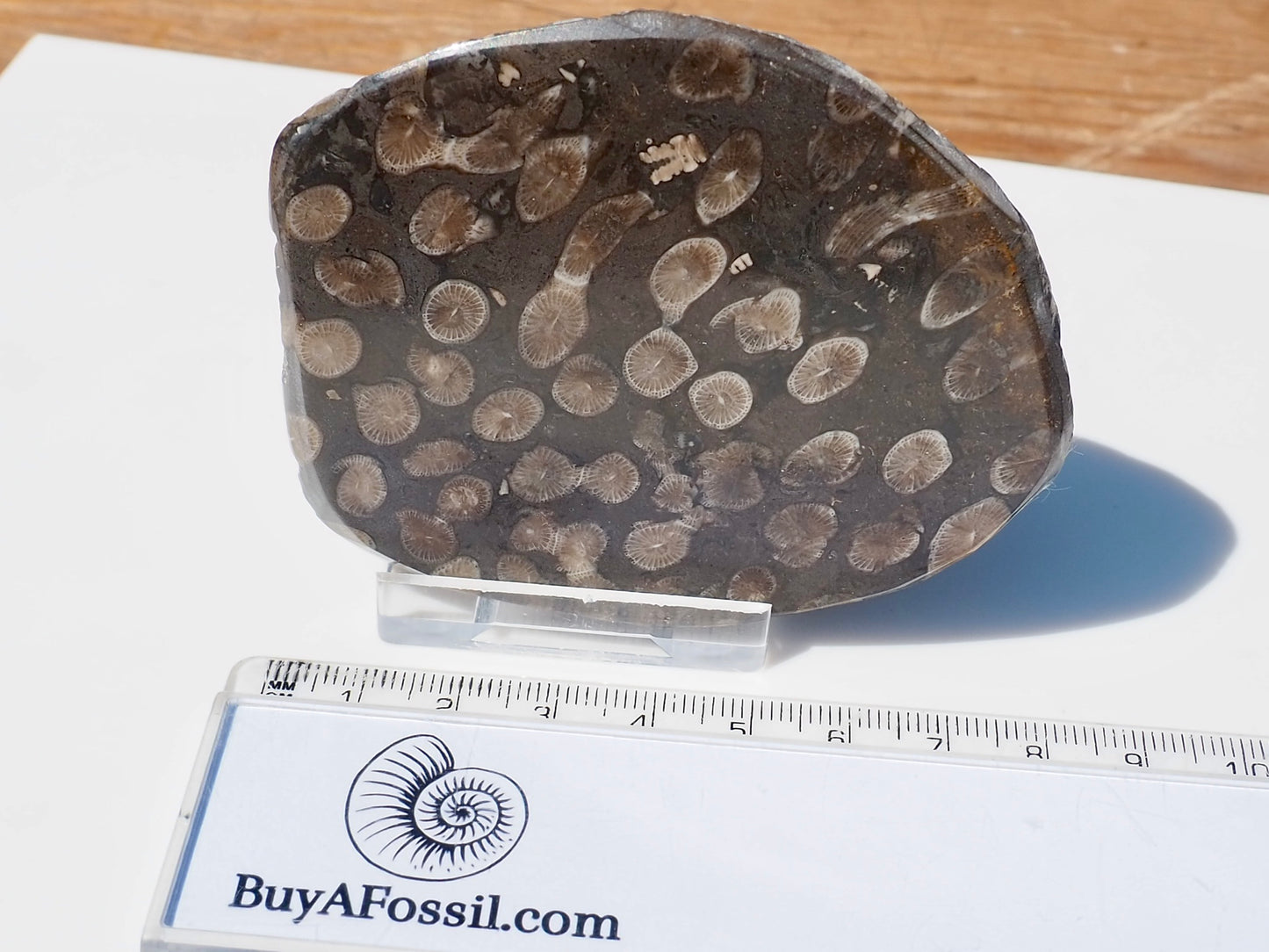 Polished Coral