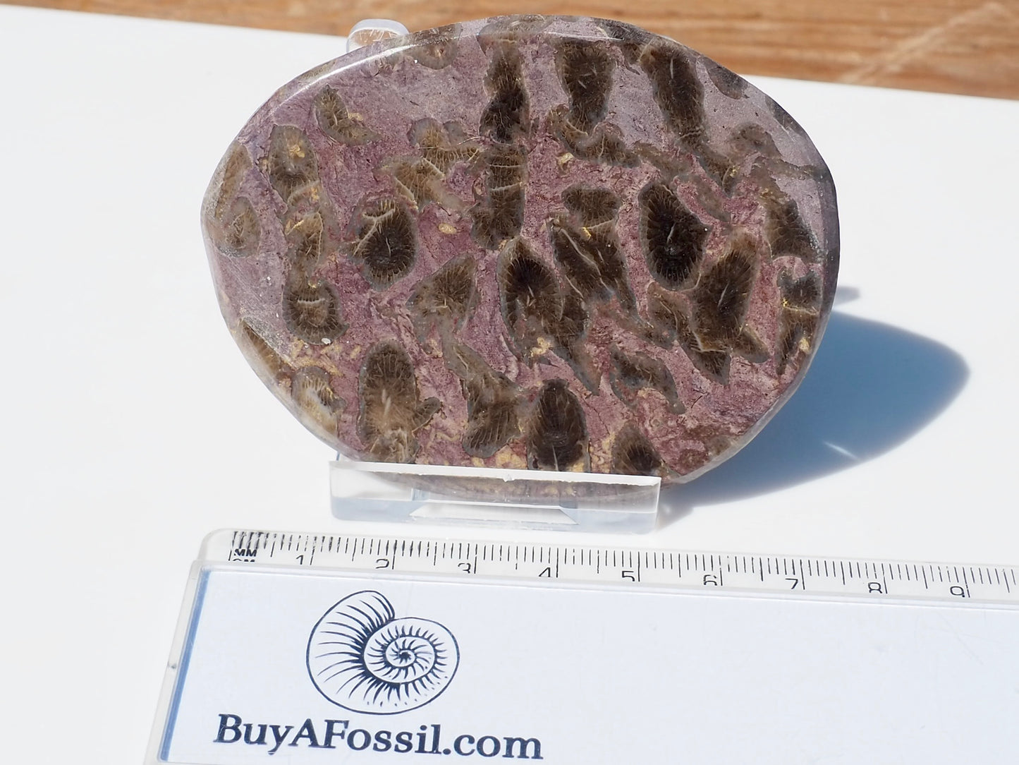 Polished Coral