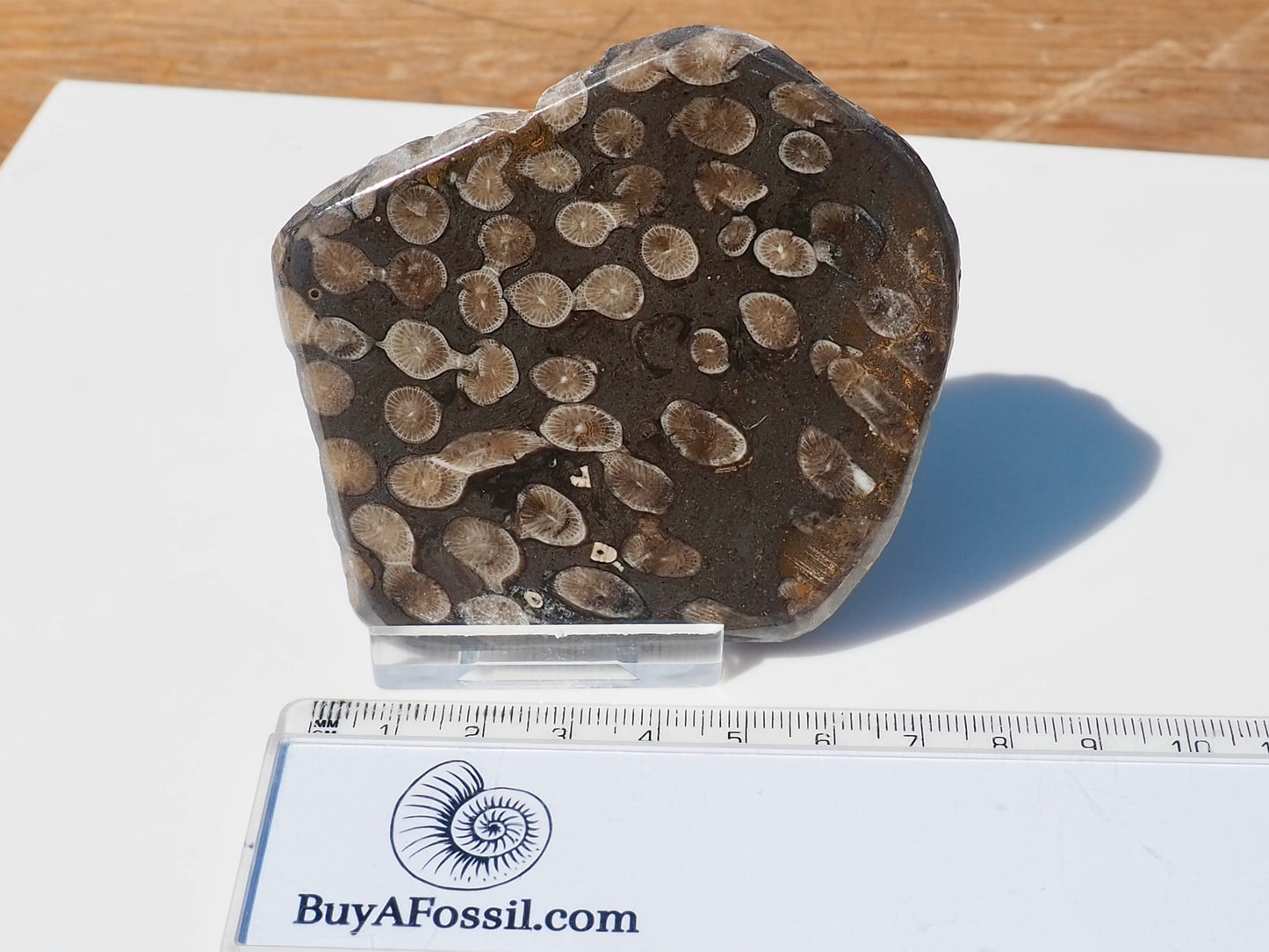 Polished Coral
