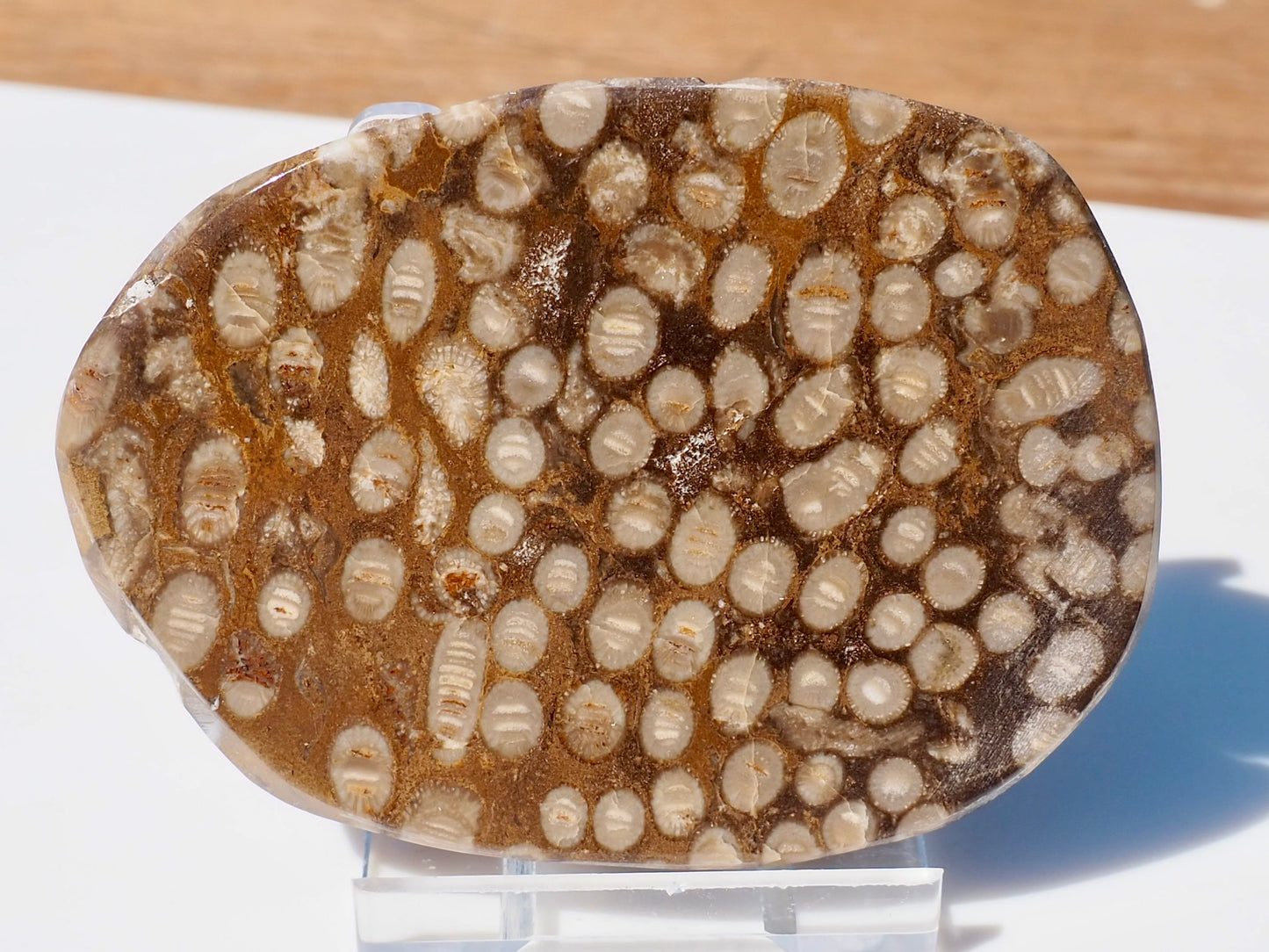 Polished Coral