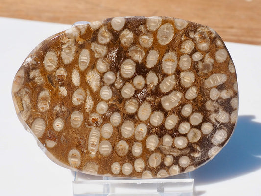 Polished Coral