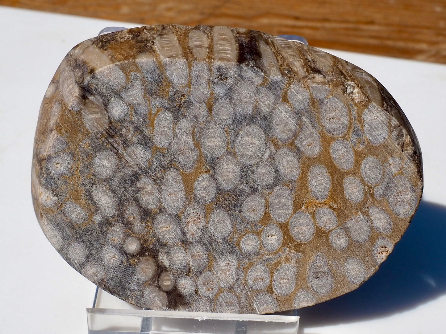 Polished Coral